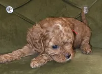 Jazz, a female Cavapoo for sale in New Baltimore, MI – 2 of 2