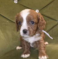 Oz, a male Cavapoo for sale in New Baltimore, MI – 3 of 3