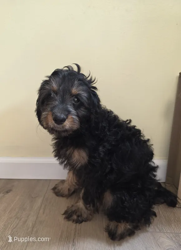 Logan – Cavapoo puppy for sale in New Baltimore, MI