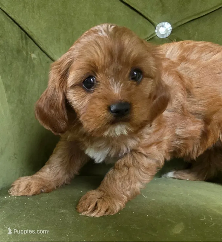 Golden – Cavapoo puppy for sale in New Baltimore, MI
