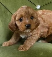 Golden, a female Cavapoo for sale in New Baltimore, MI – 1 of 3
