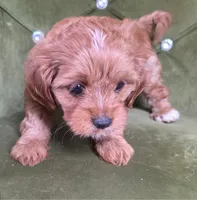 Golden, a female Cavapoo for sale in New Baltimore, MI – 2 of 3