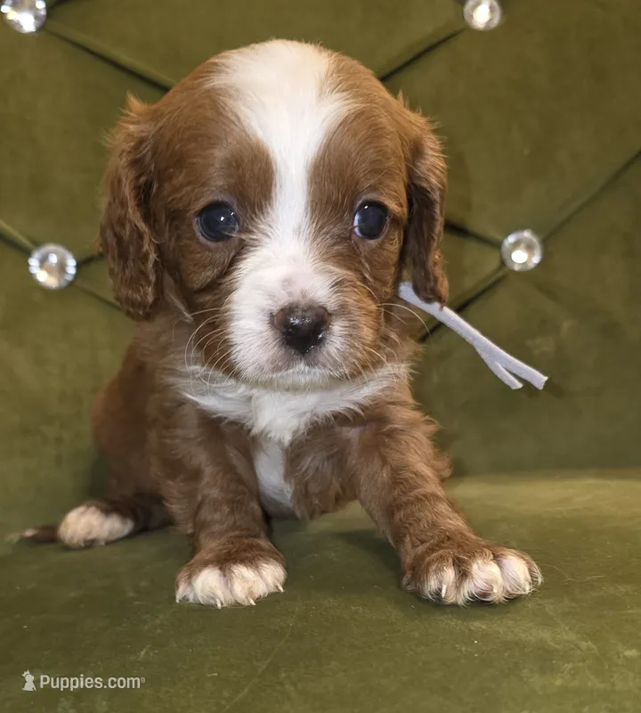 Oz – Cavapoo puppy for sale in New Baltimore, MI