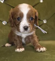 Oz, a male Cavapoo for sale in New Baltimore, MI – 1 of 3