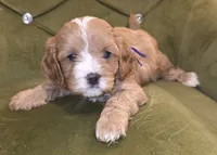 Chazz, a female Cavapoo for sale in New Baltimore, MI – 4 of 5