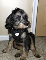 Logan, a male Cavapoo for sale in New Baltimore, MI – 2 of 9