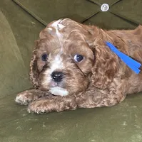Fritz, a male Cavapoo for sale in New Baltimore, MI – 2 of 4