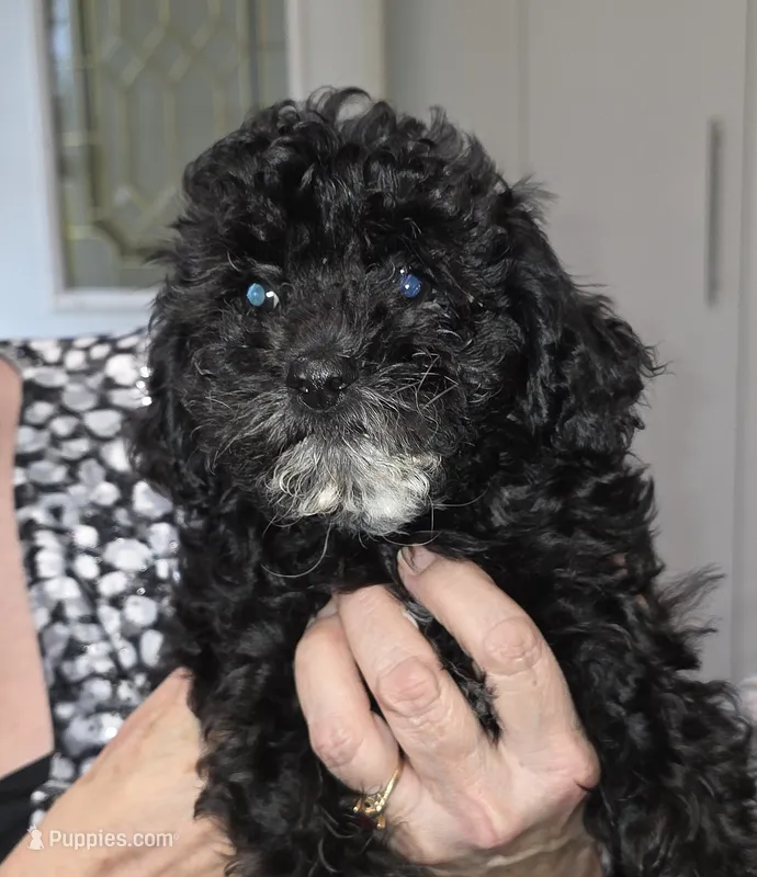 Tip – Cavapoo puppy for sale in New Baltimore, MI