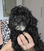 Tip, a male Cavapoo for sale in New Baltimore, MI – 1 of 4