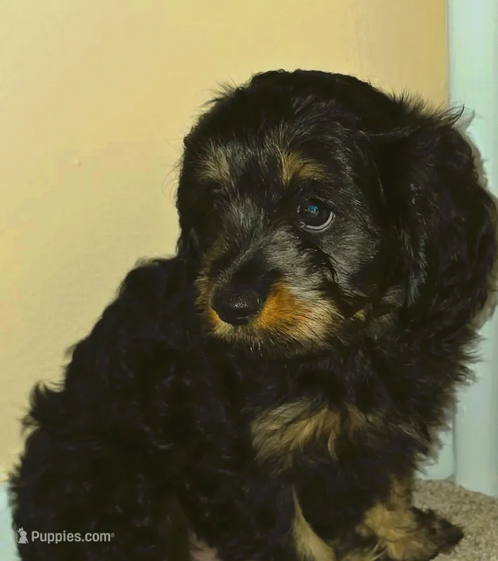Logan – Cavapoo puppy for sale in New Baltimore, MI