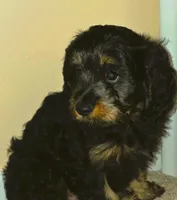 Logan, a male Cavapoo for sale in New Baltimore, MI – 2 of 6