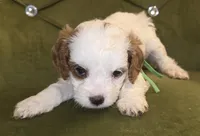 Topaz, a female Cavapoo for sale in New Baltimore, MI – 2 of 2