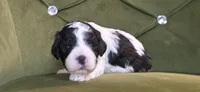 Meadow, a female Cavapoo for sale in New Baltimore, MI – 2 of 3