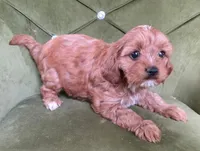 Golden, a female Cavapoo for sale in New Baltimore, MI – 3 of 3