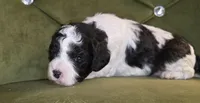 Meadow, a female Cavapoo for sale in New Baltimore, MI – 3 of 3