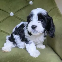 Eden, a female Cavapoo for sale in New Baltimore, MI – 2 of 3