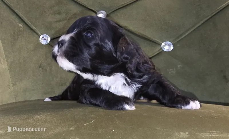 Rainbow, a female Cavapoo for sale in New Baltimore, MI – 1 of 2