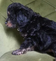 Logan, a male Cavapoo for sale in New Baltimore, MI – 3 of 4