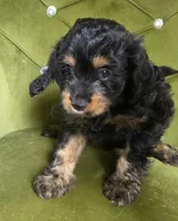 Logan, a male Cavapoo for sale in New Baltimore, MI – 4 of 7
