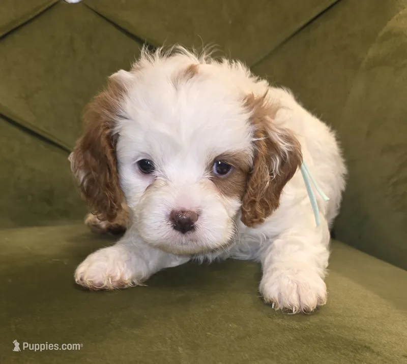 Quartz – Cavapoo puppy for sale in New Baltimore, MI