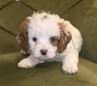 Quartz, a female Cavapoo for sale in New Baltimore, MI – 1 of 2