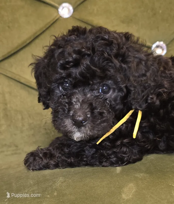 Skip – Cavapoo puppy for sale in New Baltimore, MI