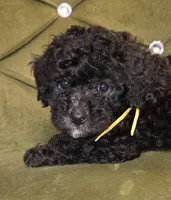 Skip, a male Cavapoo for sale in New Baltimore, MI – 1 of 2