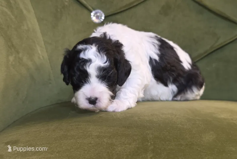 Meadow, a female Cavapoo for sale in New Baltimore, MI – 1 of 3
