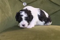 Meadow, a female Cavapoo for sale in New Baltimore, MI – 1 of 3