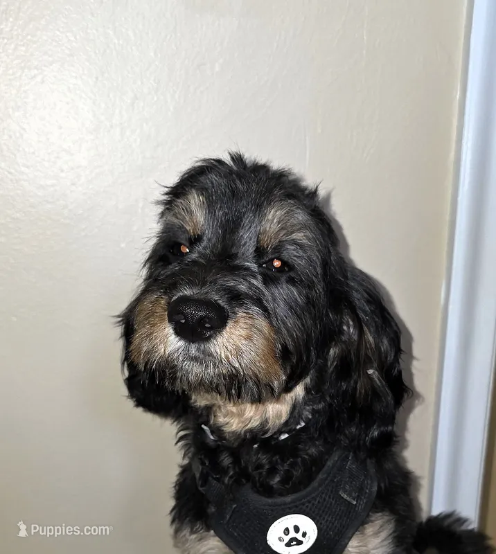 Logan – Cavapoo puppy for sale in New Baltimore, MI
