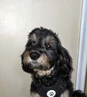 Logan, a male Cavapoo for sale in New Baltimore, MI – 1 of 9