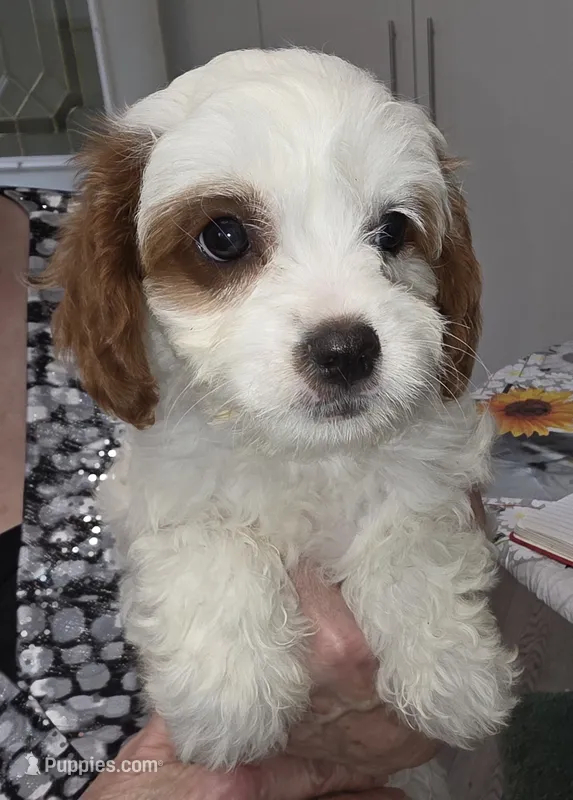 Topaz – Cavapoo puppy for sale in New Baltimore, MI