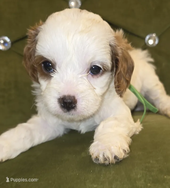 Topaz – Cavapoo puppy for sale in New Baltimore, MI