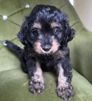Logan, a male Cavapoo for sale in New Baltimore, MI – 5 of 7