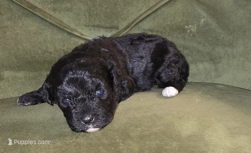 Shadow, a female Cavapoo for sale in New Baltimore, MI – 1 of 2