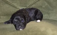 Shadow, a female Cavapoo for sale in New Baltimore, MI – 1 of 2