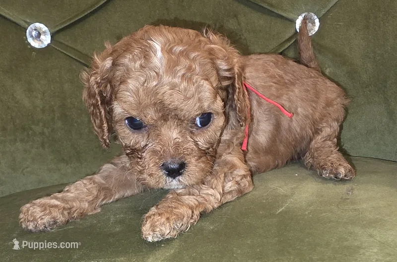 Jazz – Cavapoo puppy on hold in New Baltimore, MI