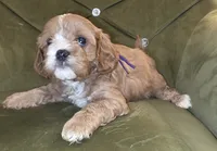 Chazz, a female Cavapoo for sale in New Baltimore, MI – 5 of 5