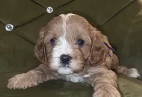 Chazz, a female Cavapoo for sale in New Baltimore, MI – 3 of 5