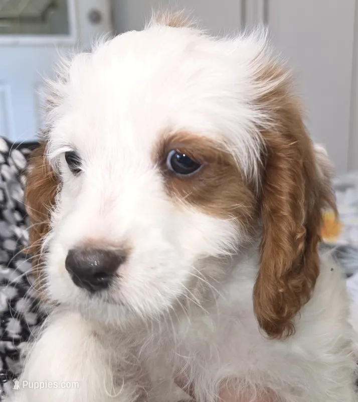 Quartz – Cavapoo puppy for sale in New Baltimore, MI