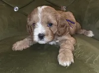Chazz, a female Cavapoo for sale in New Baltimore, MI – 2 of 5