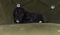 Shadow, a female Cavapoo for sale in New Baltimore, MI – 2 of 2