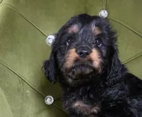 Logan, a male Cavapoo for sale in New Baltimore, MI – 2 of 7