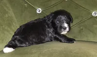 Rainbow, a female Cavapoo for sale in New Baltimore, MI – 2 of 2