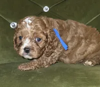Fritz, a male Cavapoo for sale in New Baltimore, MI – 4 of 4