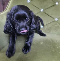 Ethan, a male Cavapoo for sale in New Baltimore, MI – 2 of 6