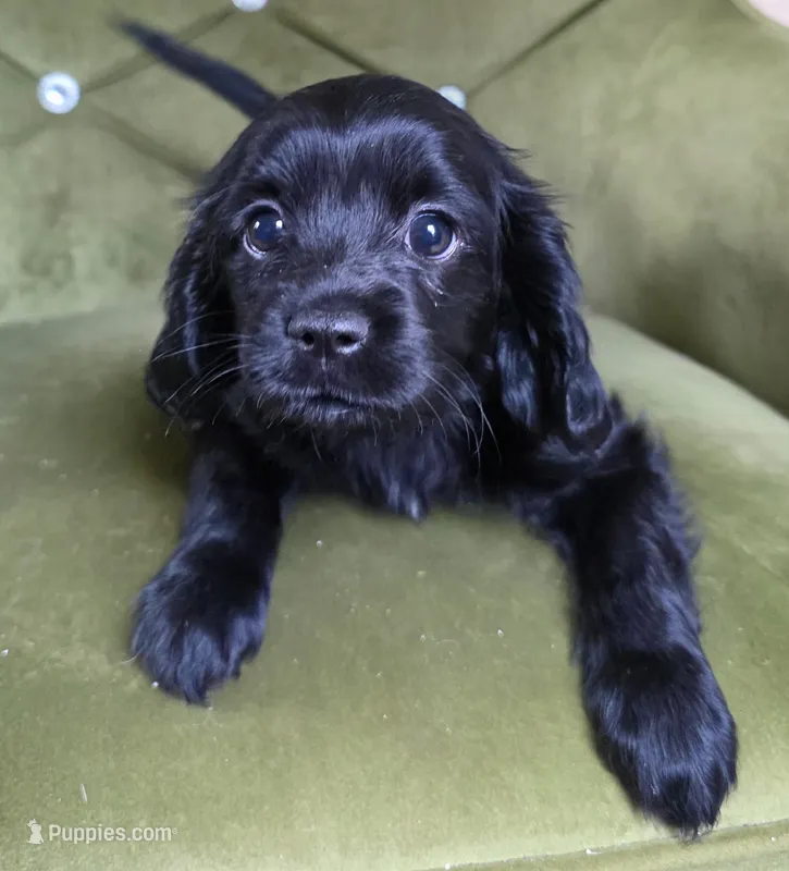 Ethan – Cavapoo puppy for sale in New Baltimore, MI