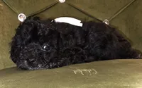 Tip, a male Cavapoo for sale in New Baltimore, MI – 2 of 2