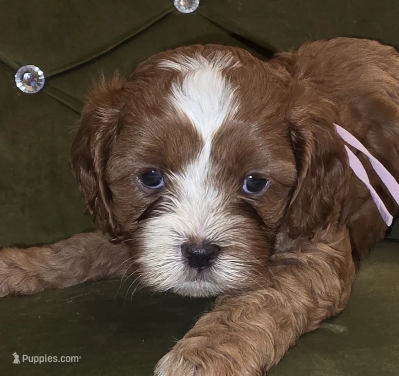 Tazz – Cavapoo puppy for sale in New Baltimore, MI