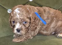 Fritz, a male Cavapoo for sale in New Baltimore, MI – 3 of 4